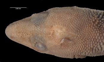 Media type: image;   Herpetology R-3341